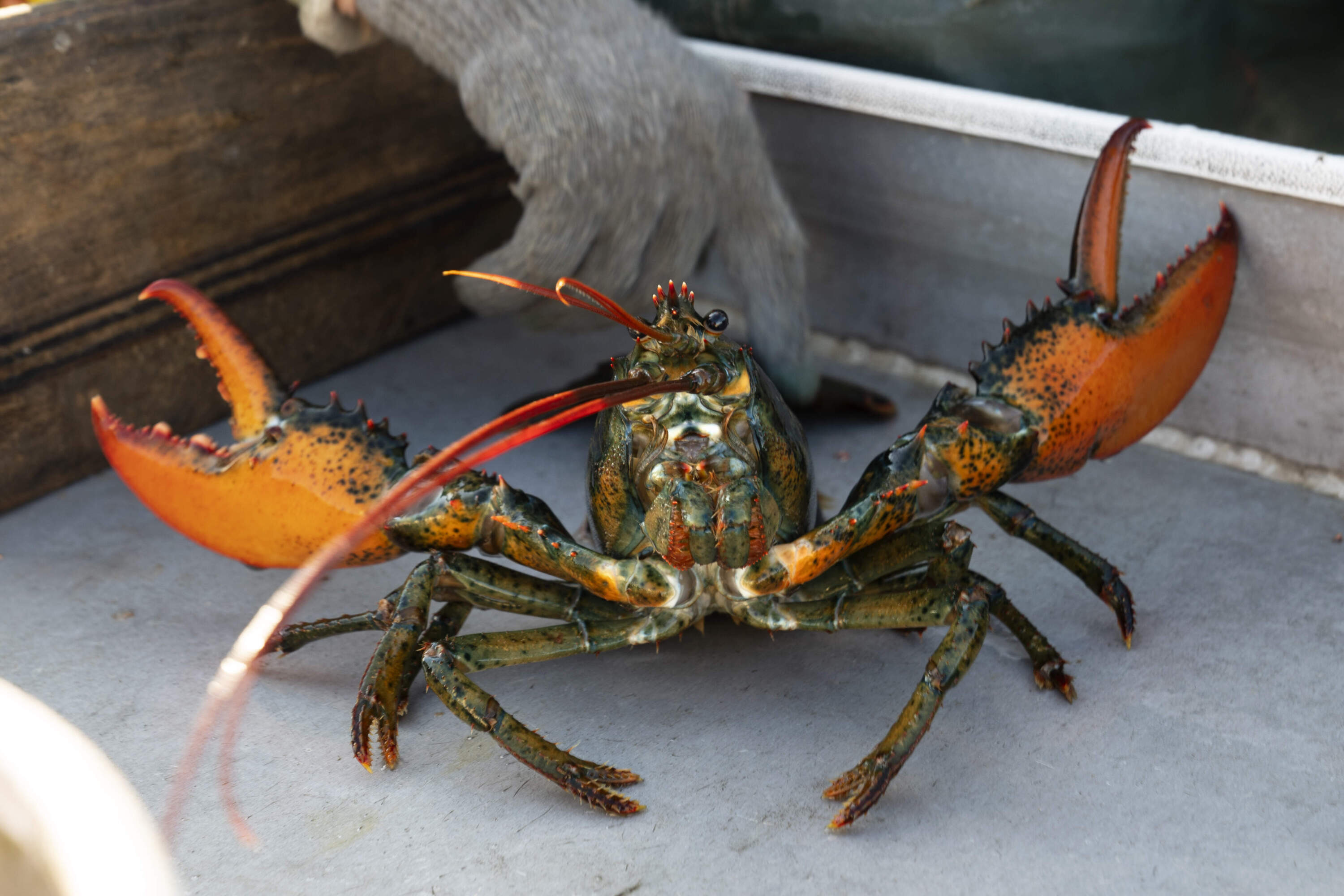 A lobster rears its claws after being caught off Spruce Head, Maine,, 2021. (AP Photo/Robert F. Bukaty, File)