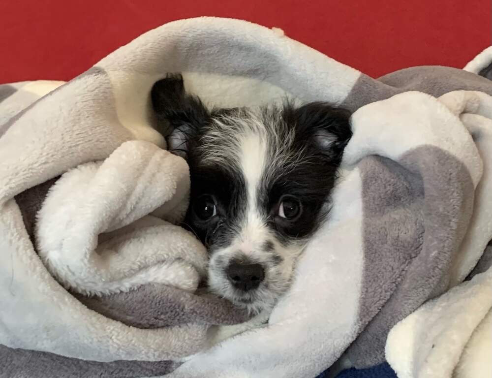 Huey wrapped in a blanket as a young pup. (Courtesy David Rubin)