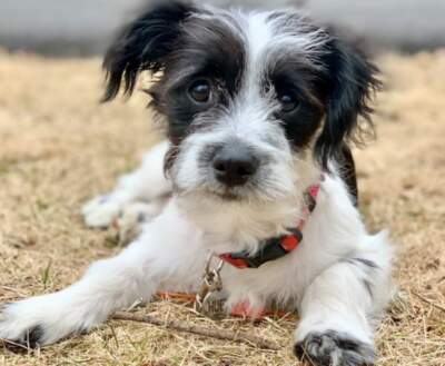 Here's to Huey, the rescue pup who understood the assignment