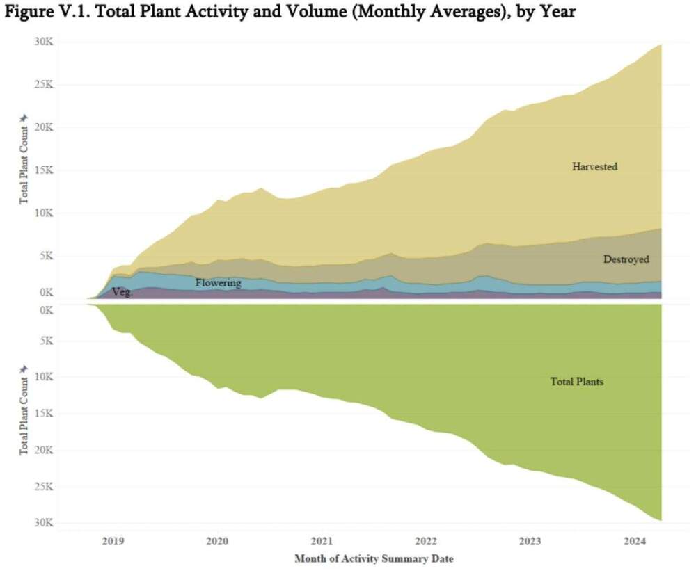 Total cannabis plant activity and volume by year (Screenshot via Cannabis Control Commission 2025 report).