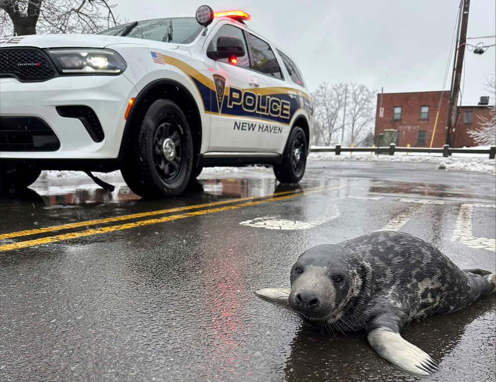 This photo provided by New Haven Police Department shows an underweight baby seal that was found at Chapel Street and East Street in New Haven Conn. on Sunday, Feb. 16, 2025. (Officer Zerella/New Haven Police Department via AP)
