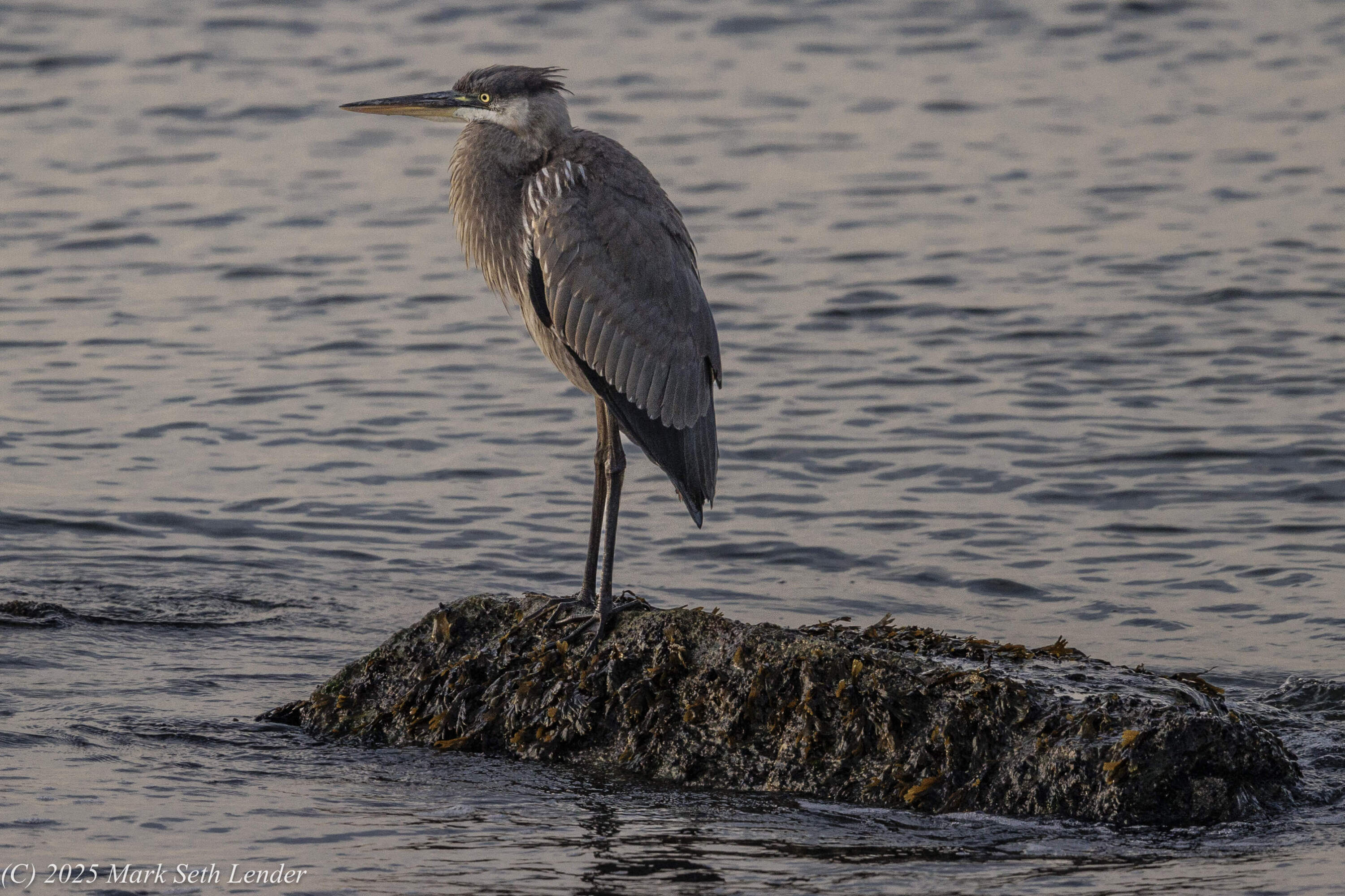 A young great blue heron sits by the water. (Courtesy of Mark Seth Lender)