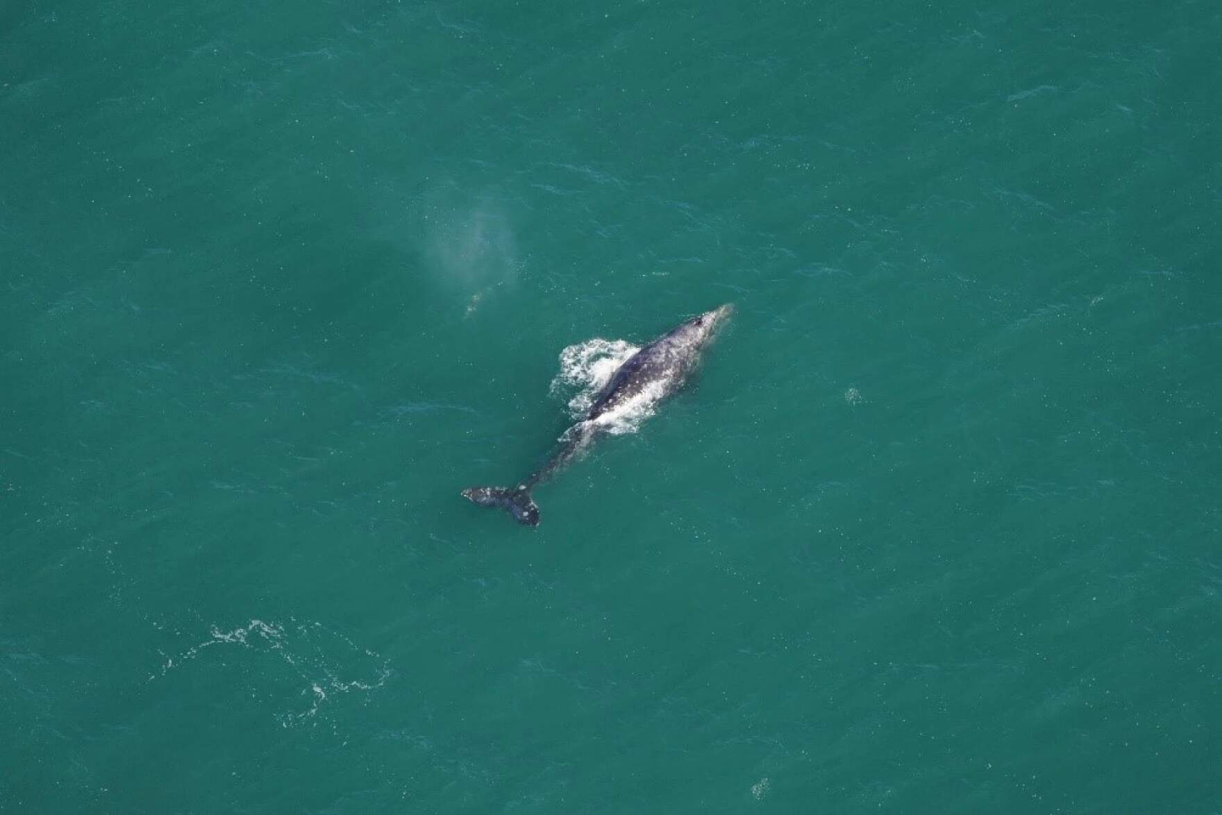 A gray whale seen south of Nantucket on March 1, 2024. (Courtesy of the New England Aquarium via CAI)