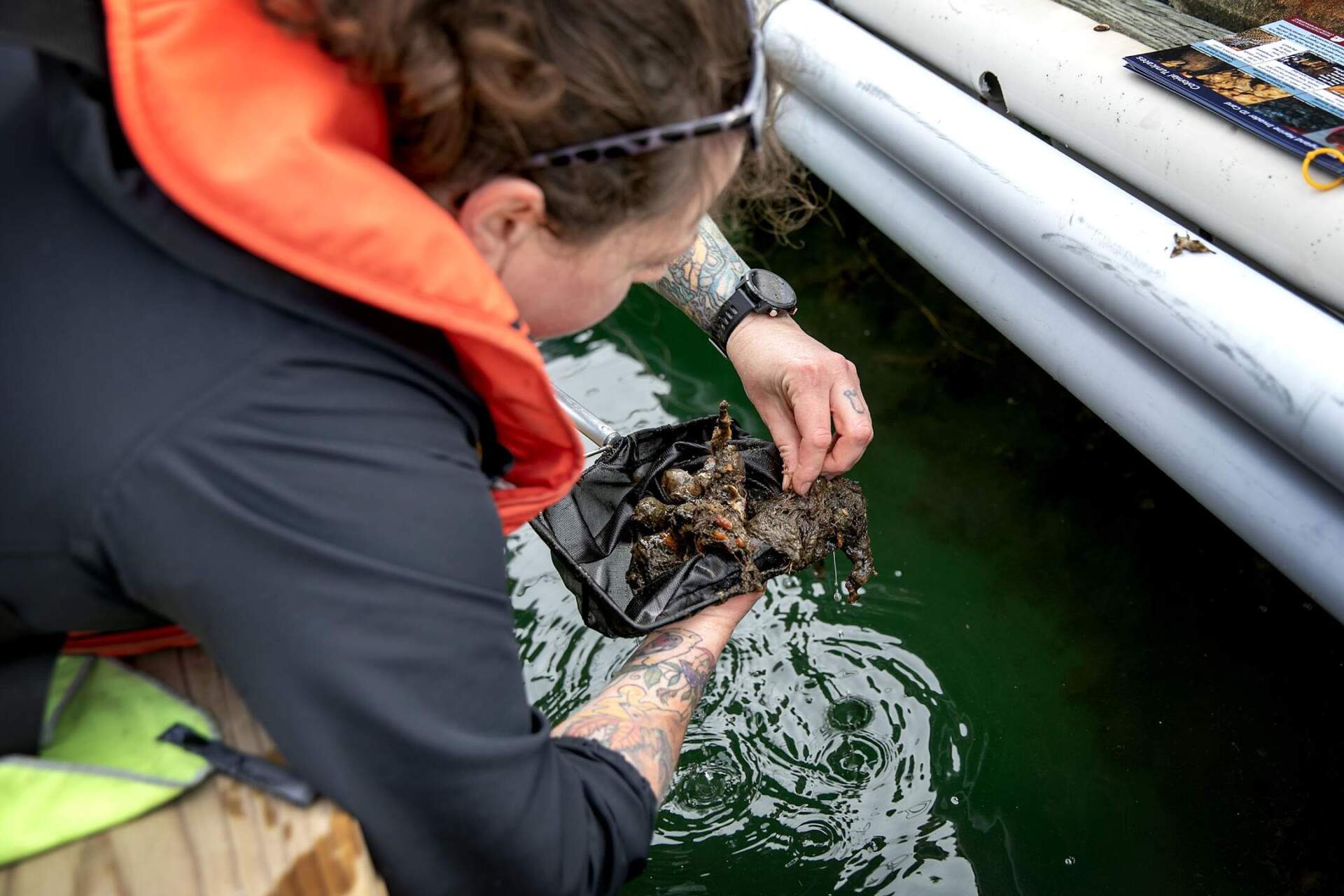 Kristin Osborne, an assistant professor at Massachusetts Maritime Academy, searches for sea squirts under an academy pier. (Robin Lubbock/WBUR)