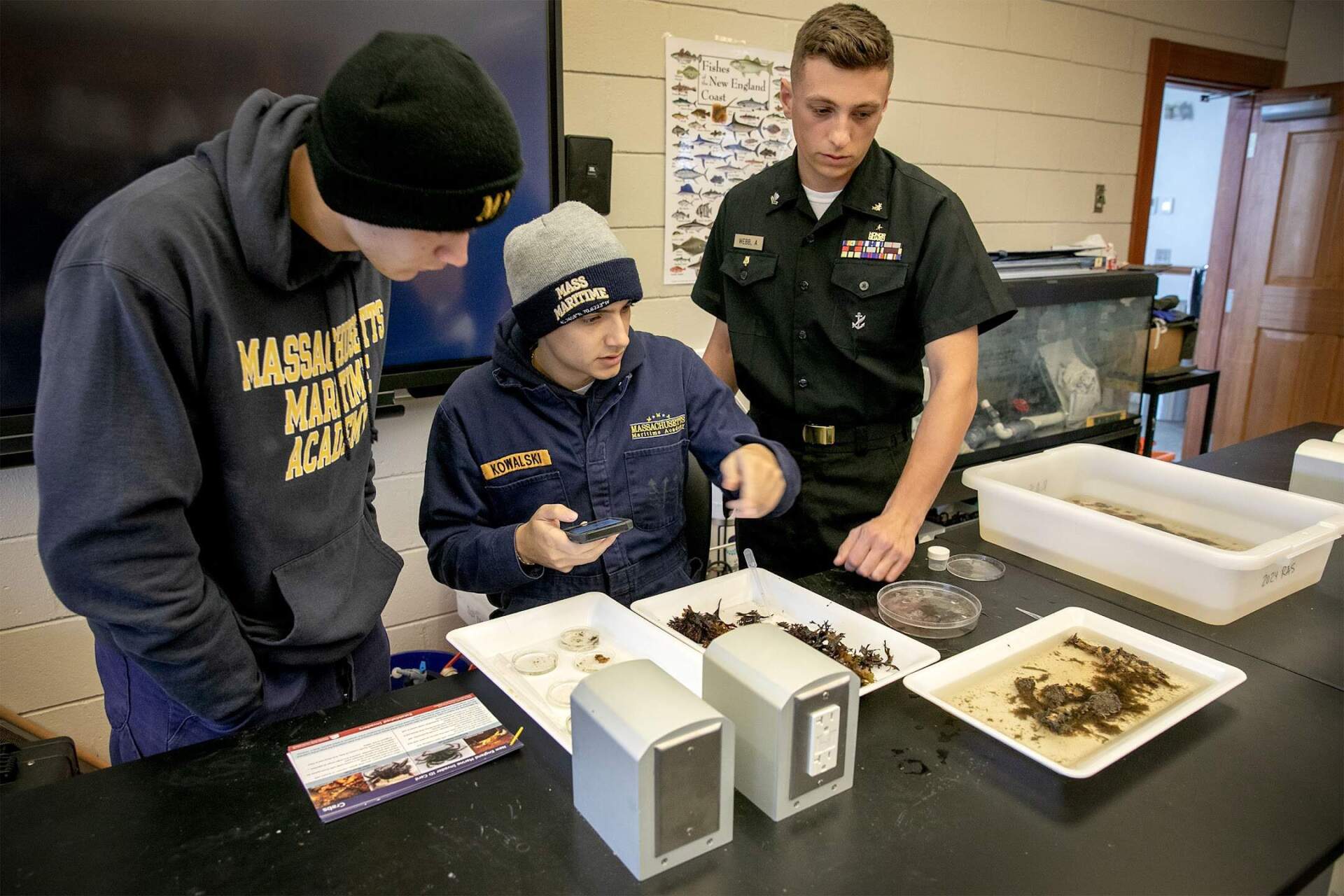 Students Lucas Pender, Dan Kowalski and Aidan Webb in a laboratory at the Massachusetts Maritime Academy examine sea squirts and other creatures. (Robin Lubbock/WBUR)