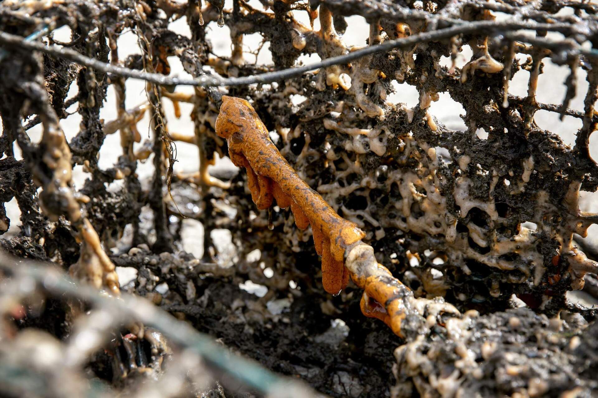 An invasive orange sheath tunicate envelops a rope inside a lobster trap just retrieved from the bay at the Massachusetts Maritime Academy in Buzzards Bay. (Robin Lubbock/WBUR)