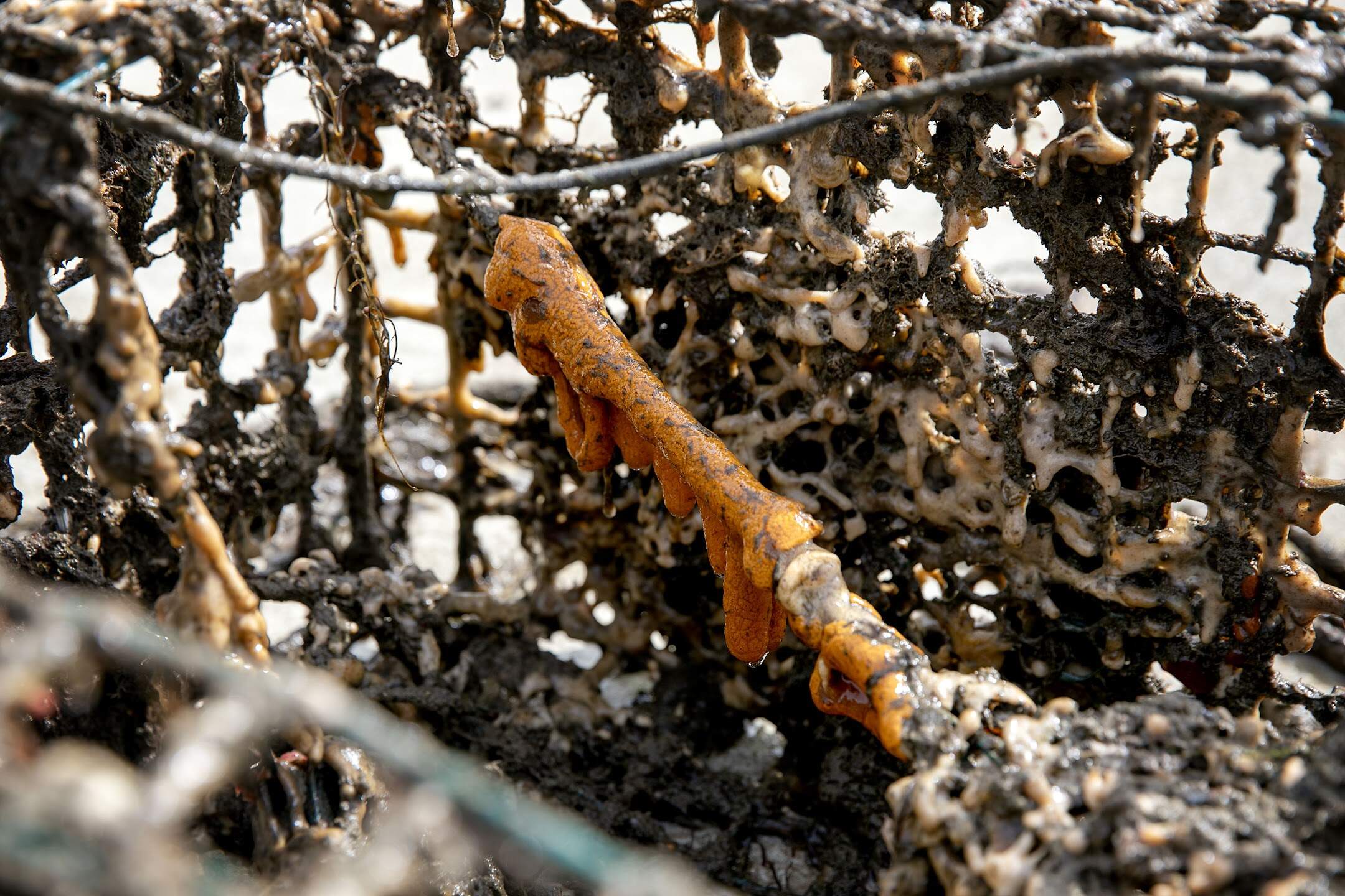 An invasive orange sheath tunicate envelops a rope inside a lobster trap just retrieved from the bay at the Massachusetts Maritime Academy in Buzzards Bay. (Robin Lubbock/WBUR)