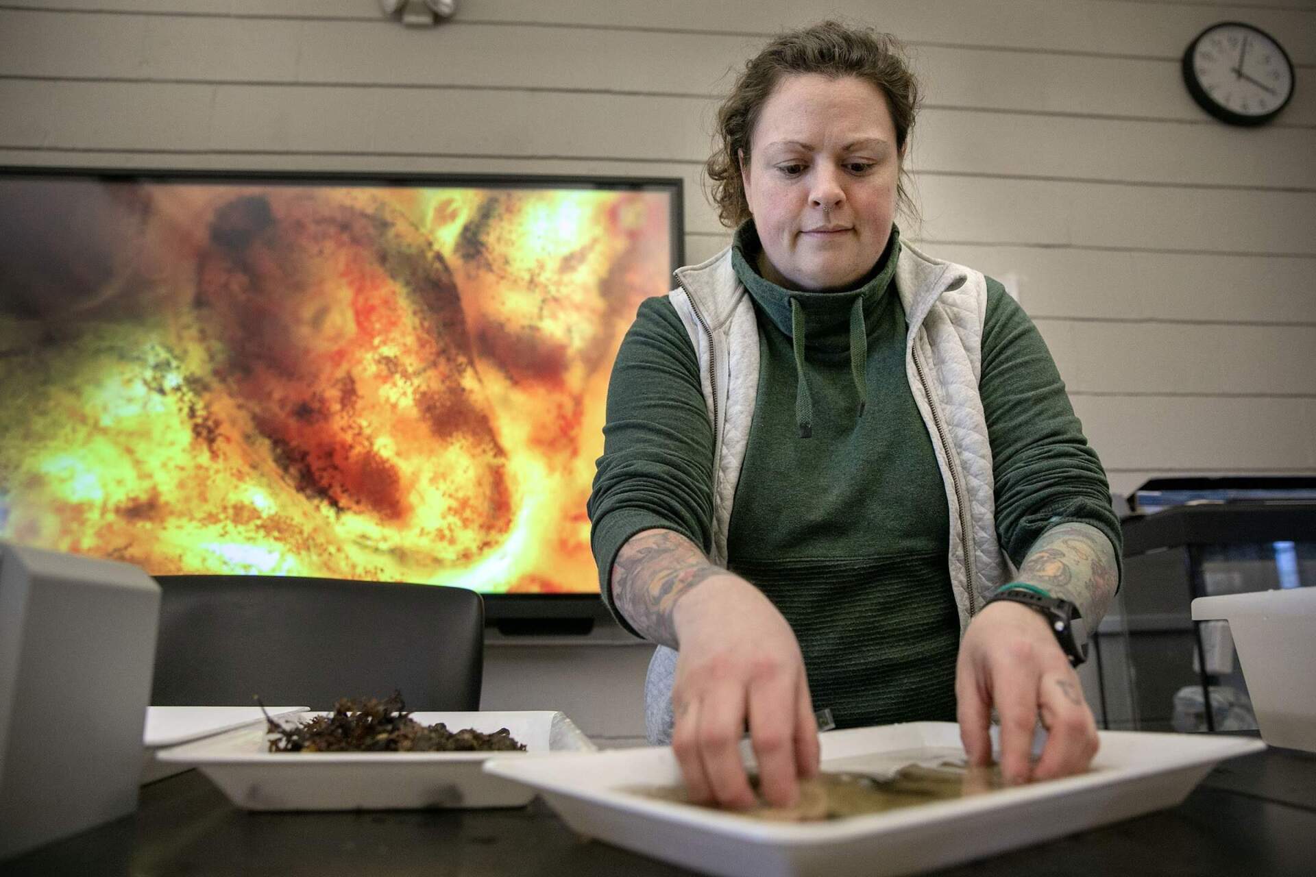 Kristin Osborne, an assistant professor at the Massachusetts Maritime Academy, examines specimens taken from the bay in the laboratory at the academy. (Robin Lubbock/WBUR)