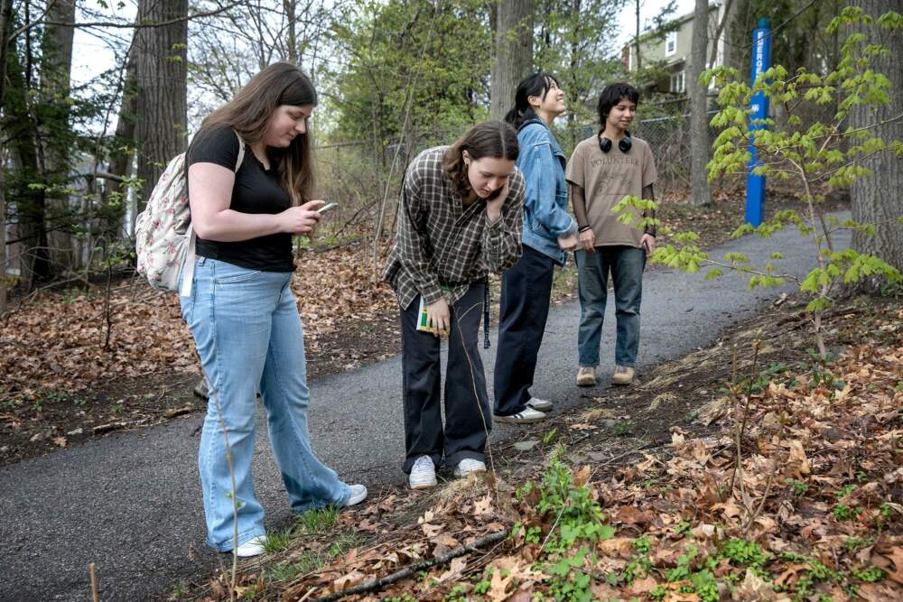 Gabrielle Levine, an environmental studies and anthropology student, uses her phone to photograph and identify species. (Robin Lubbock/WBUR)