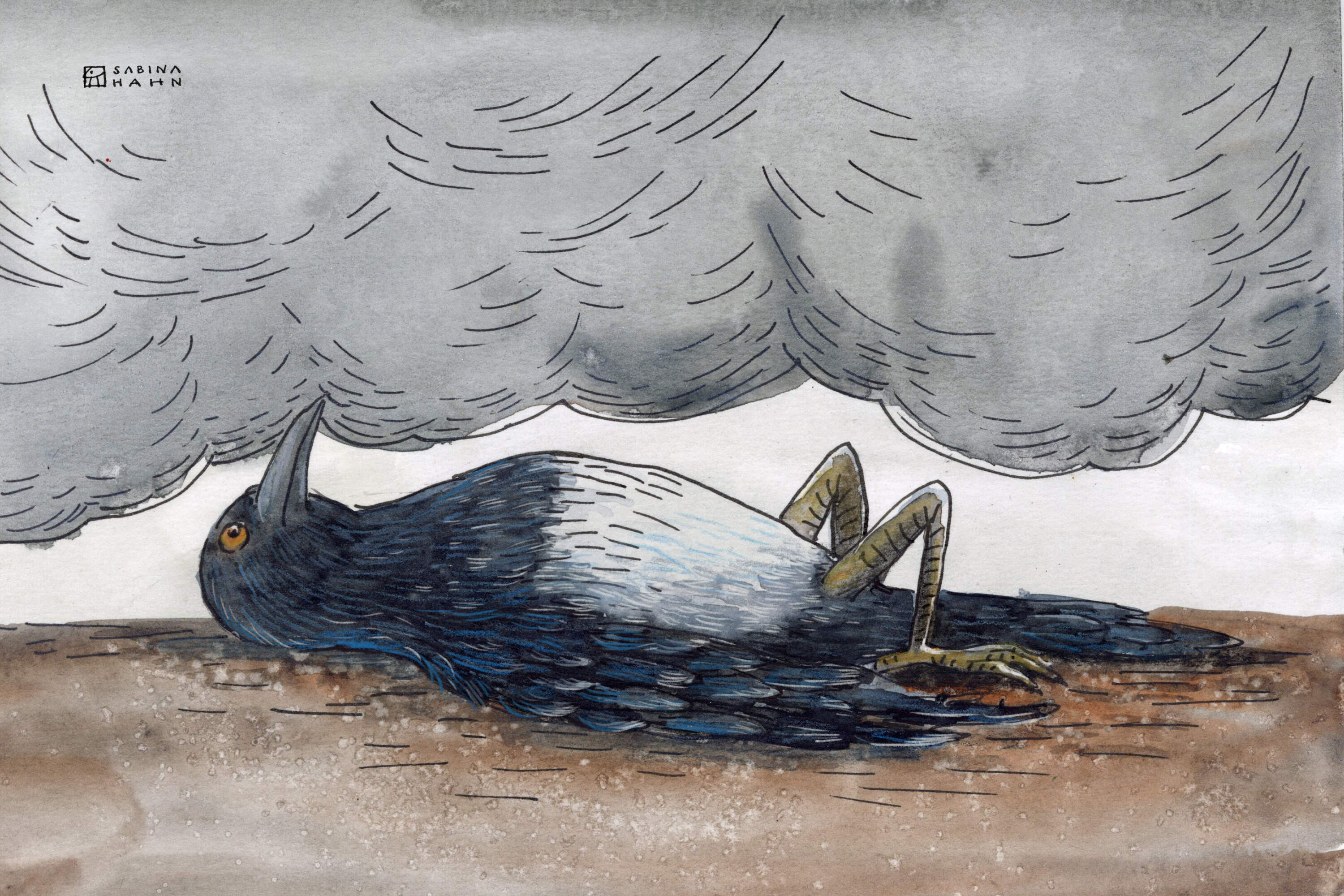 A magpie under a dark sky. (Sabina Hahn for WBUR)
