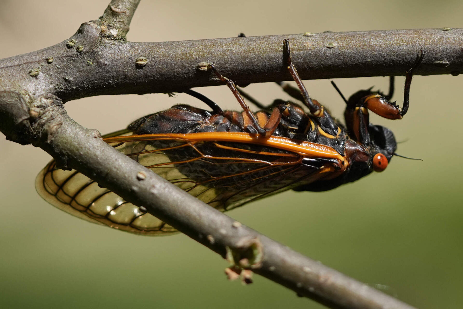 A female periodical cicada makes slits in a branch with the egg-laying appendage called an ovipositor at Morton Arboretum June 6, 2024, in Illinois. (Carolyn Kaster/AP)