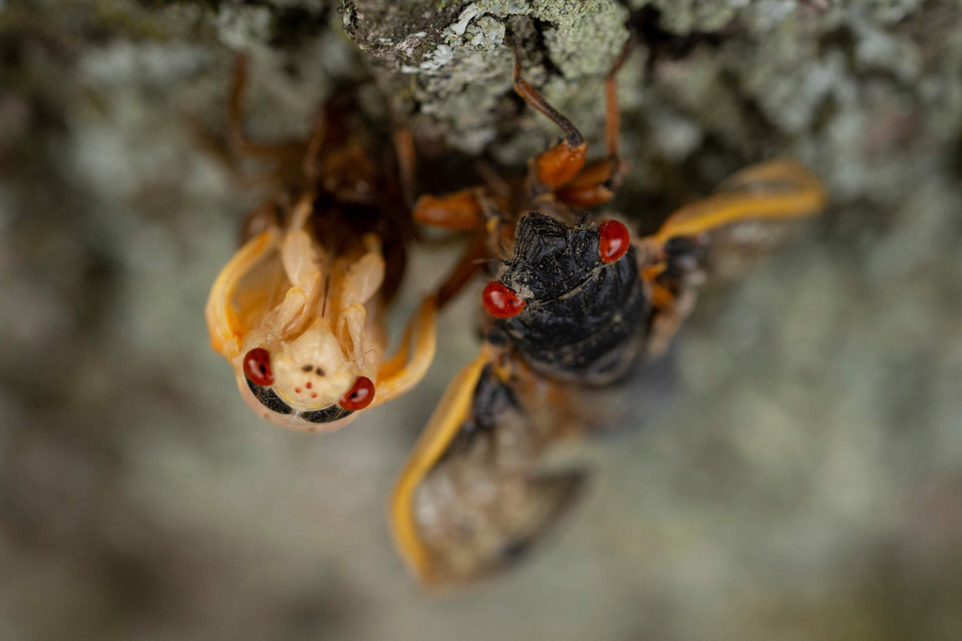 Adult periodical cicadas, one in the process of shedding its nymphal skin at left, cling to a tree May 17, 2024, in Illinois. (Carolyn Kaster/AP)
