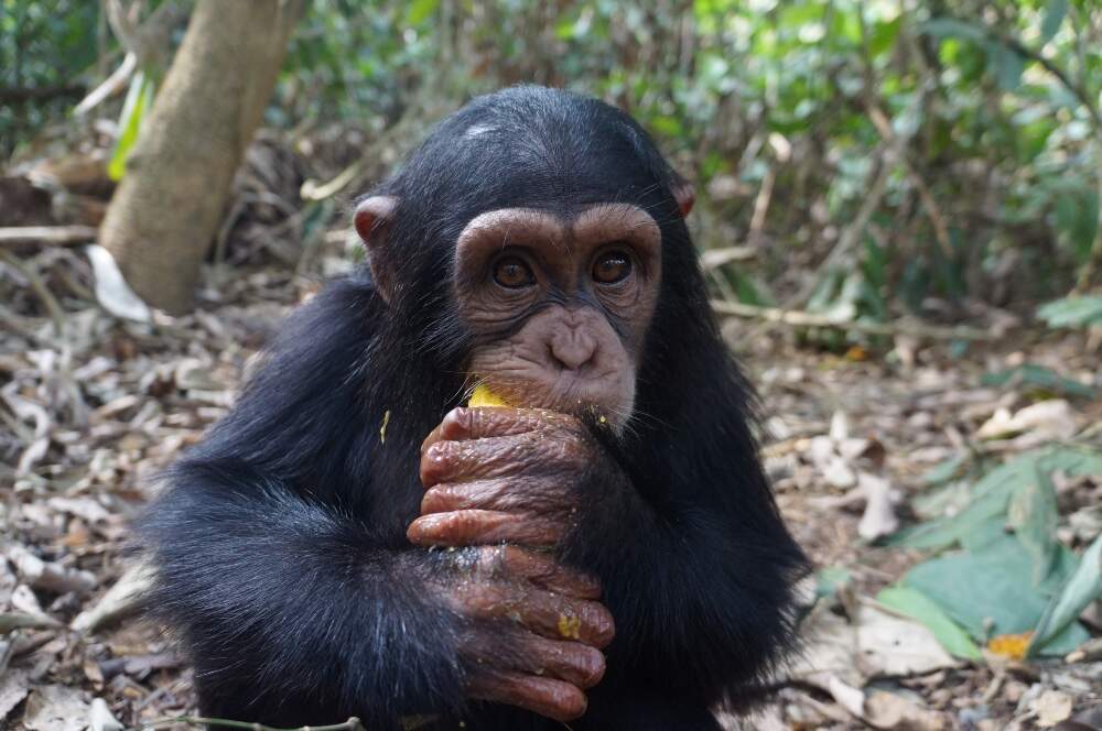 Daphne holding and eating some fruit, in a photo taken during the author's fieldwork at Ape Action Africa sanctuary in Cameroon in 2016. (Courtesy Amy Hanes)