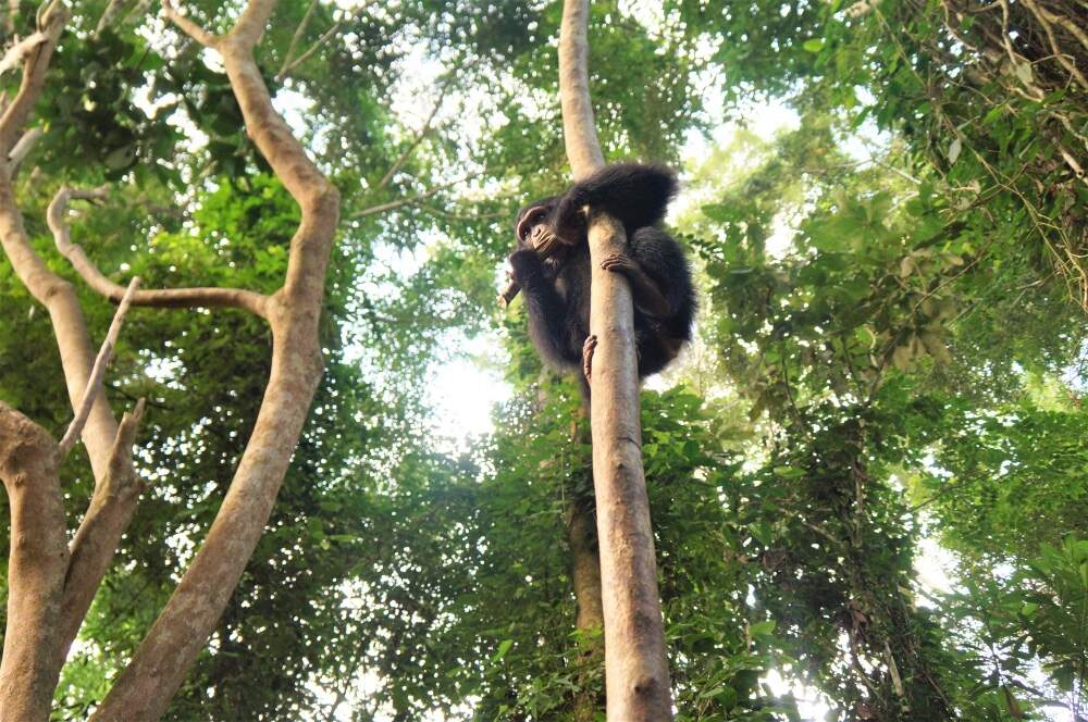Daphne climbing a tree at the sanctuary, in a photo taken during the author's fieldwork, at Ape Action Africa sanctuary in Cameroon, 2016. (Courtesy Amy Hanes)
