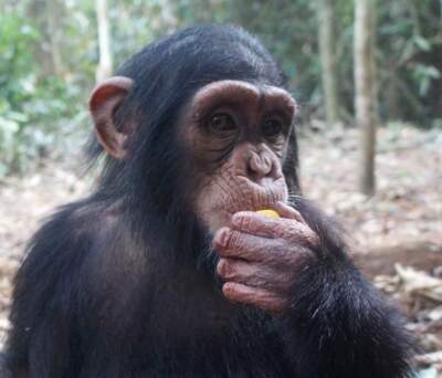 Fighting the illegal wildlife trade means investing more in animal sanctuaries