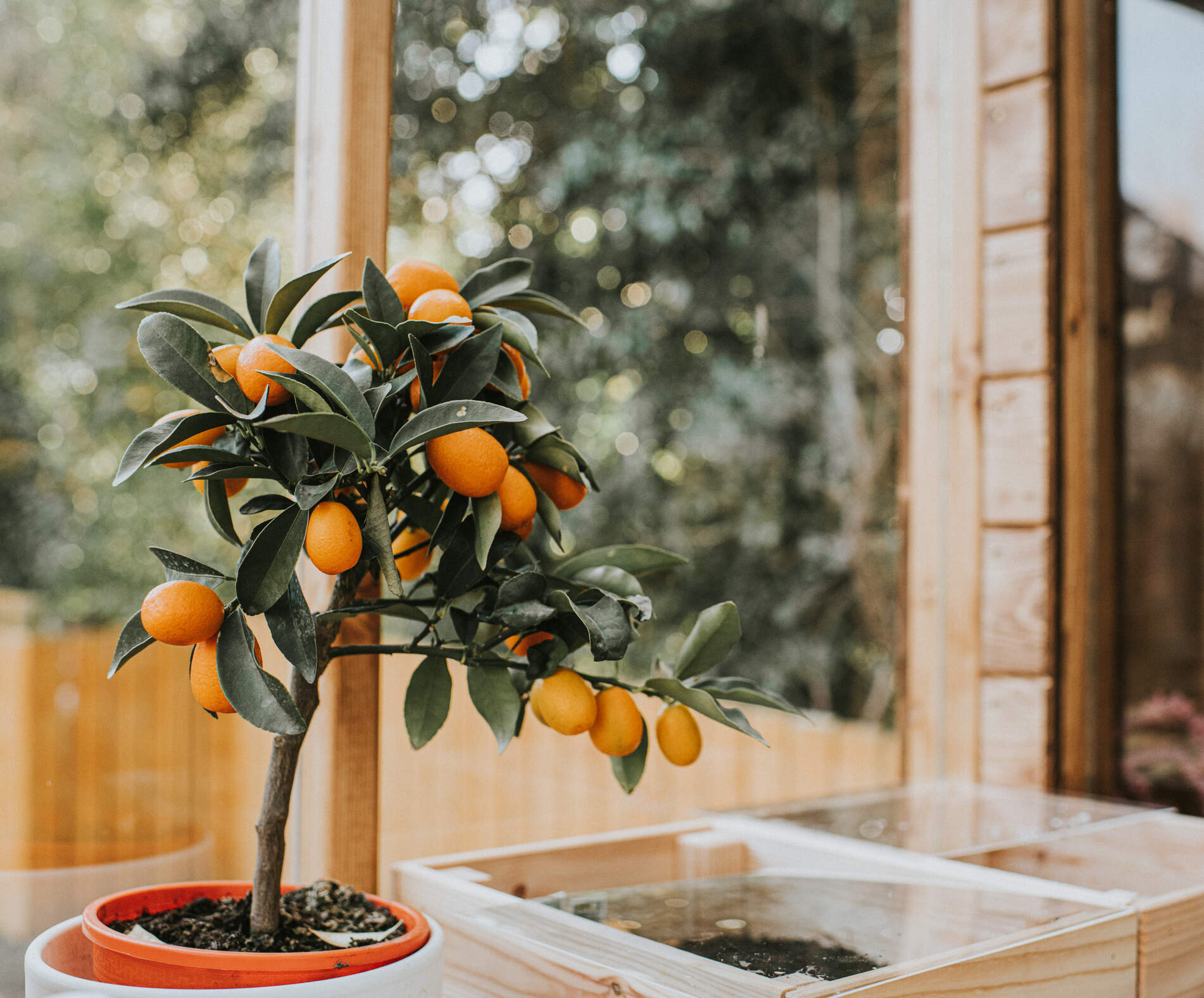 A miniature orange tree in full bloom, in a greenhouse. (Getty Images)