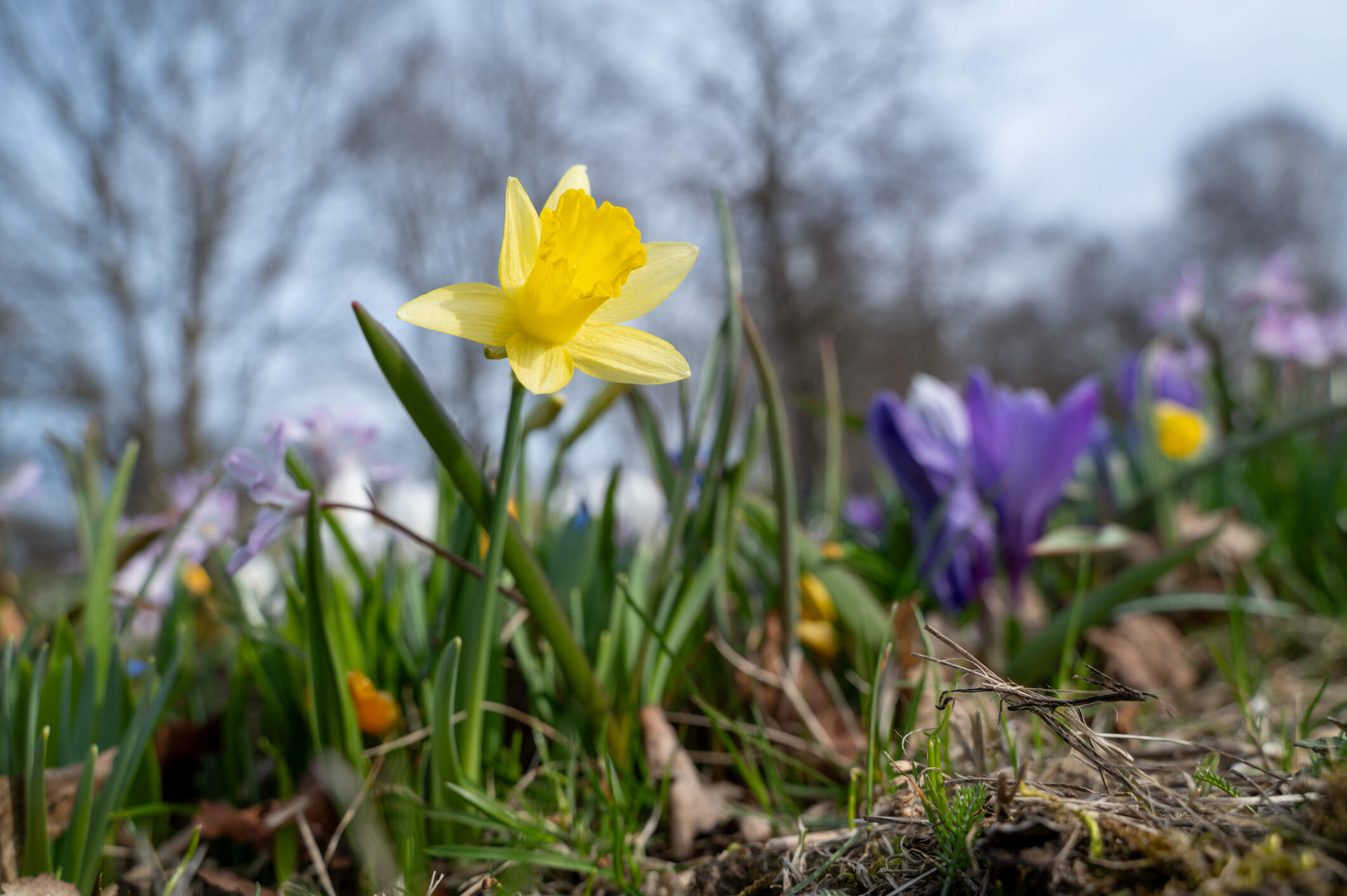 Yellow daffodils and crocuses growing and blooming in sunny spring day. (Getty Images)