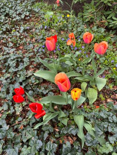 Tulips on the author's walk to work. (Courtesy Cloe Axelson)