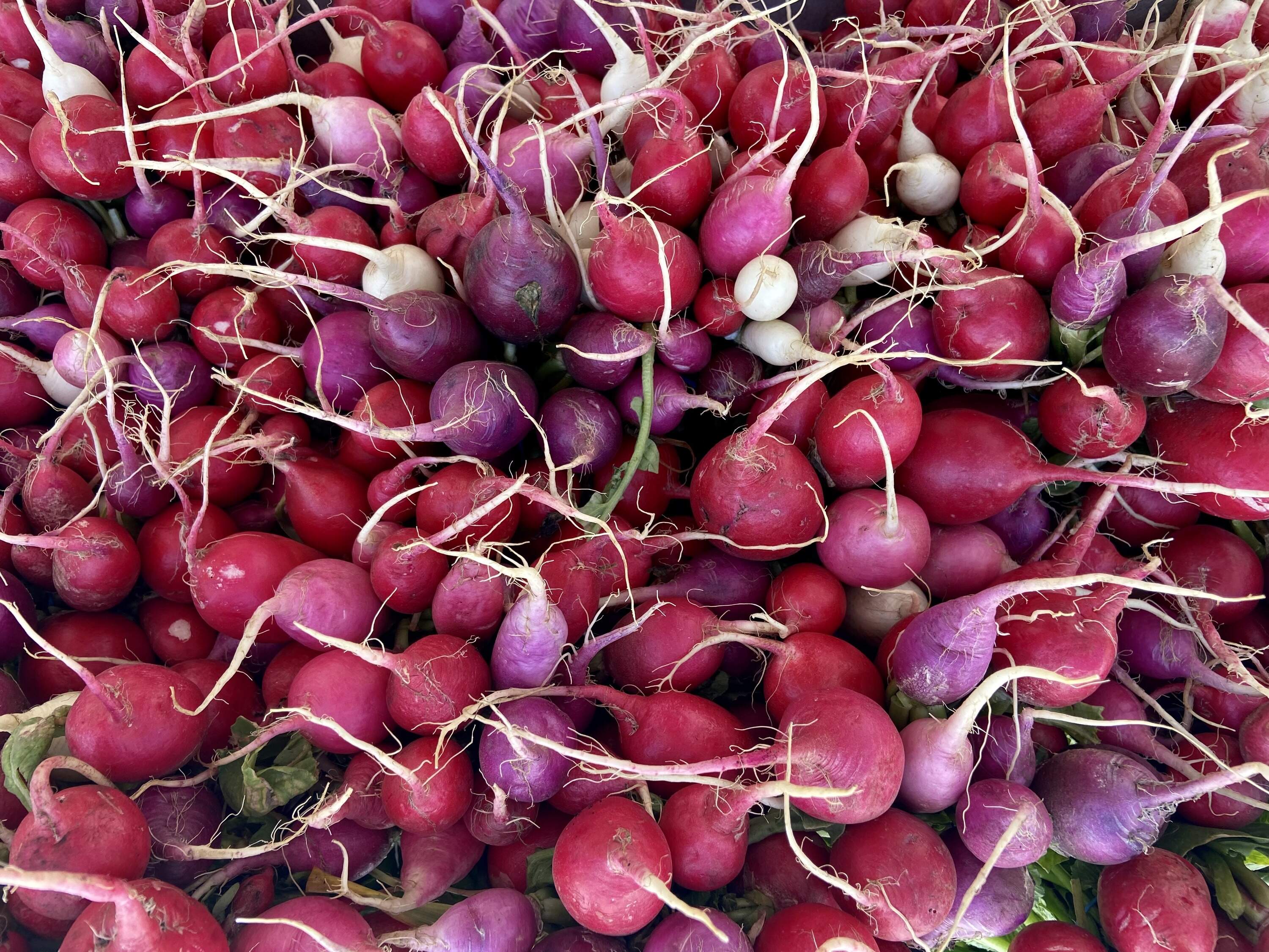 Radishes come in a number of varieties. (Kathy Gunst/Here & Now)