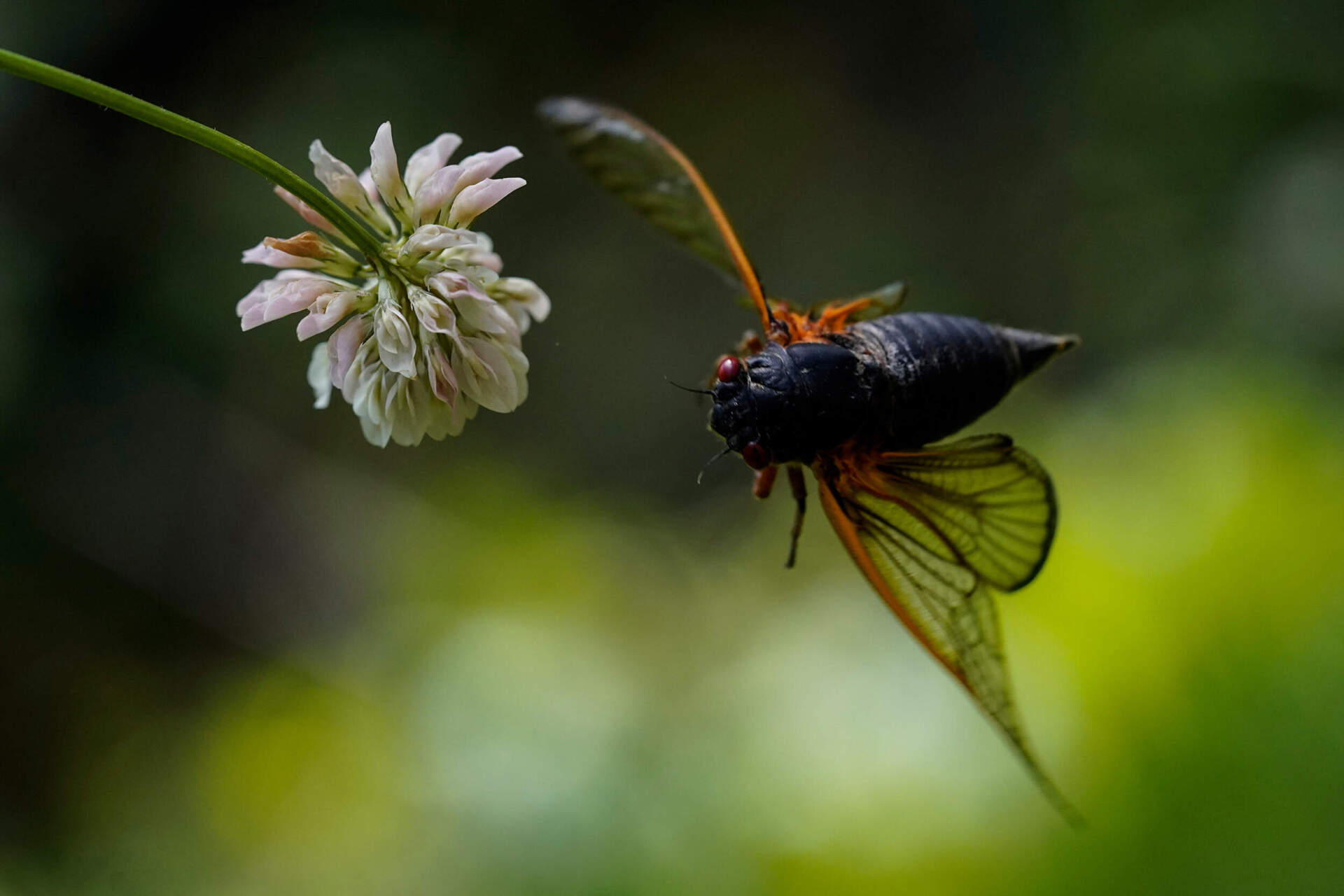An adult cicada flies from a clover flower in Washington, Wednesday, May 12, 2021. (Carolyn Kaster/AP)