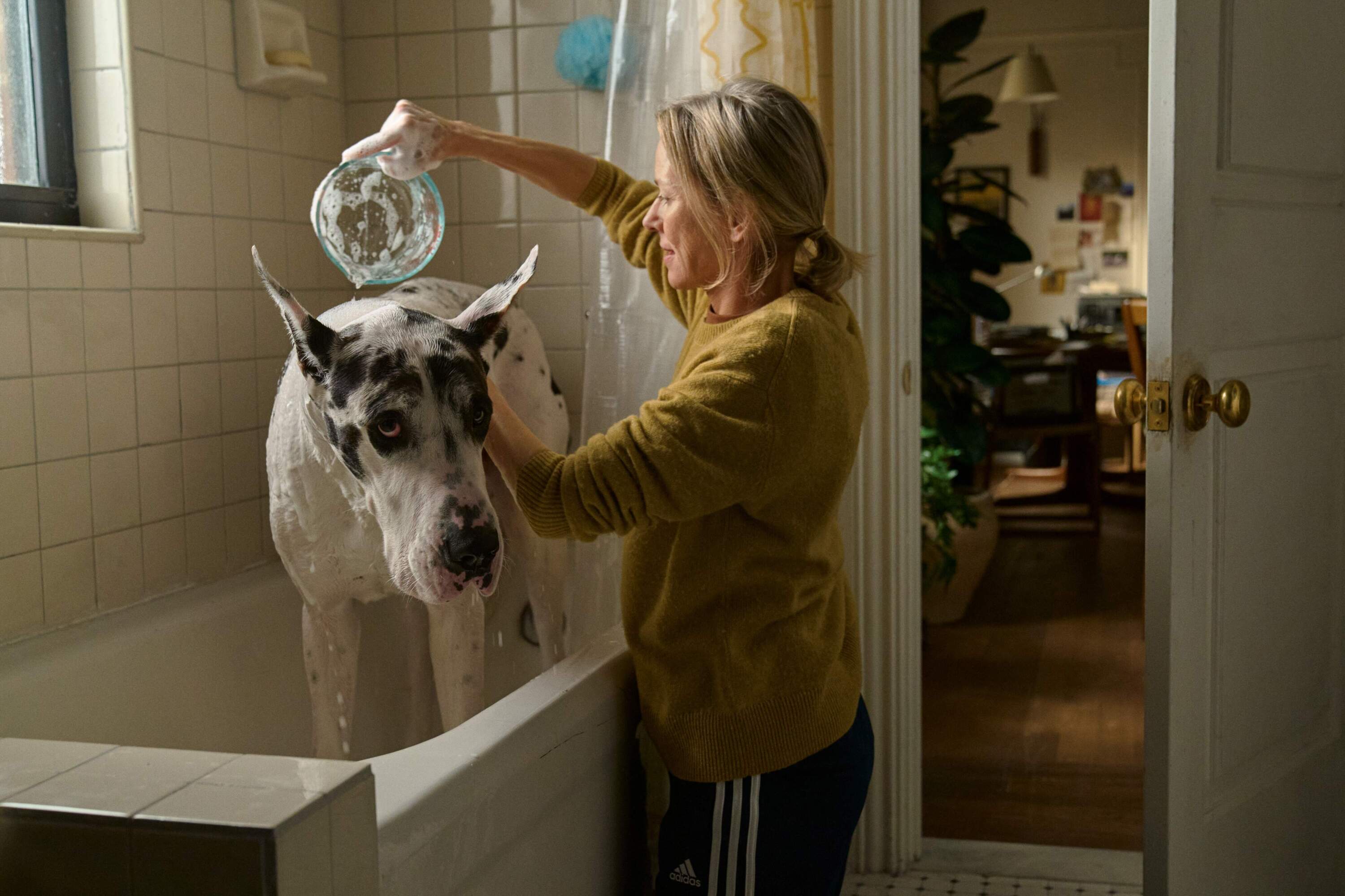 Naomi Watts and Bing the Great Dane in "The Friend." (Courtesy Bleecker Street)