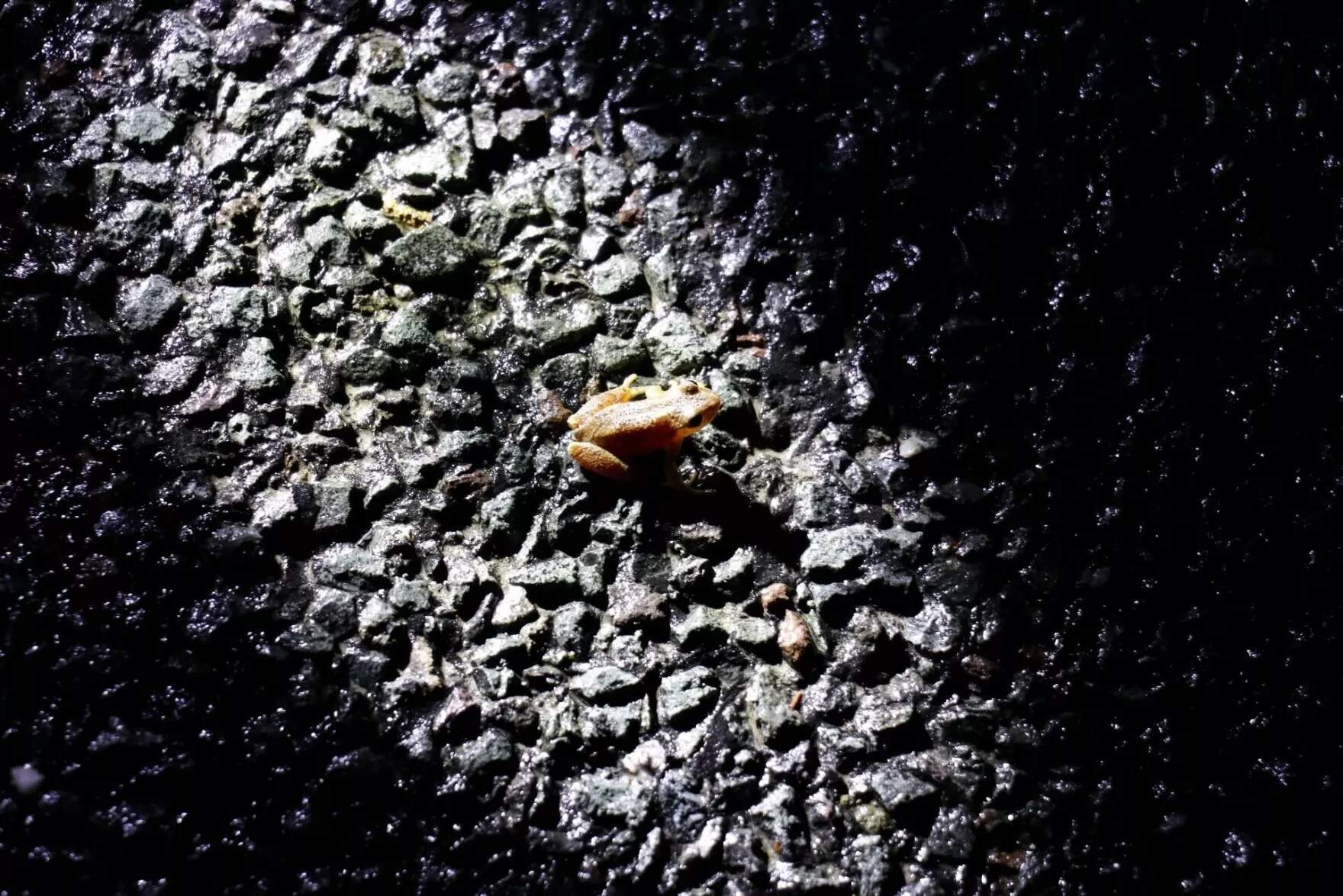 On warm, rainy nights in spring, it can be hard to avoid stepping on a frog if you're not careful with your feet. (Zoey Knox/NHPR)