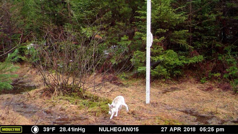 As New England winters warm, snowshoe hares like this one are increasingly finding themselves with coats that are "mismatched" with their environment. (Courtesy of Alexej Siren)