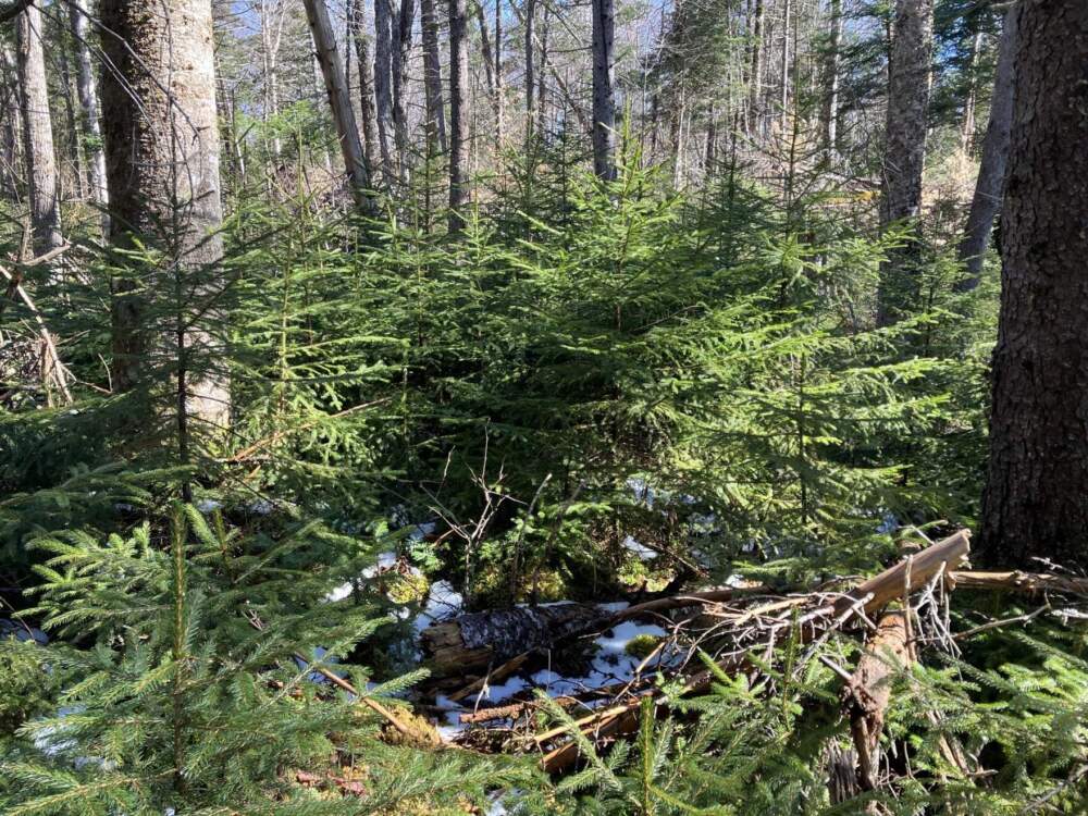 Snowshoe hares thrive in forest habitat that has been disturbed to allow for new growth. Shown here, a patch of young fir trees grows up in the gap in the canopy created by a series of blowdowns in a stretch of New Hampshire's White Mountain National Forest. (Abagael Giles/Vermont Public)