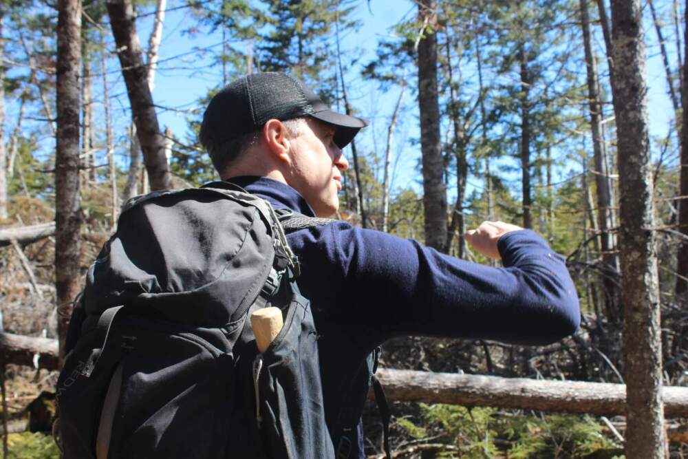 Alexej Siren gestures, while hiking, to the blowdown- and small conifer-rich ecosystem we're moving through, to illustrate why it makes for good snowshoe hare habitat. (Abagael Giles/Vermont Public)