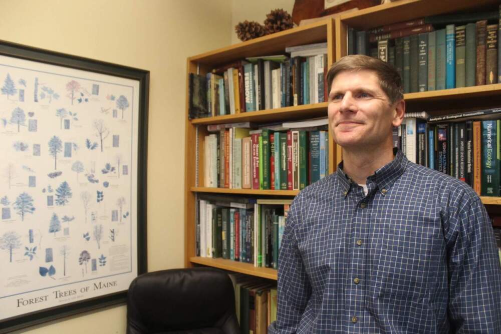 Tony D'Amato leads the forestry program at the University of Vermont. He's working with graduate students to study ways to enhance snowshoe are habitat during commercial timber harvests. (Abagael Giles/Vermont Public)