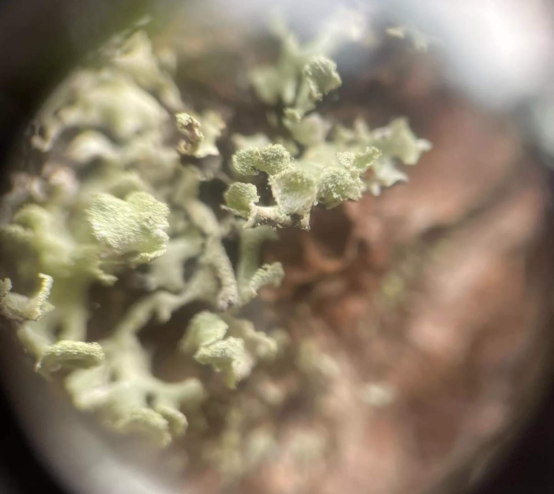Lichens seen with a magnifying tool at Bradbury Mountain State Park. (Molly Enking/Maine Public)