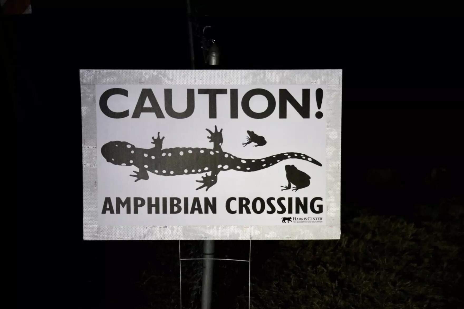 Very few roads close during big nights. In places without road closures, crossing brigade members try to make sure amphibians are out of the way when cars come through. (Zoey Knox/NHPR)