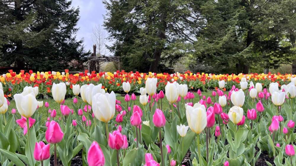 Where to see spring flowers in bloom in Massachusetts