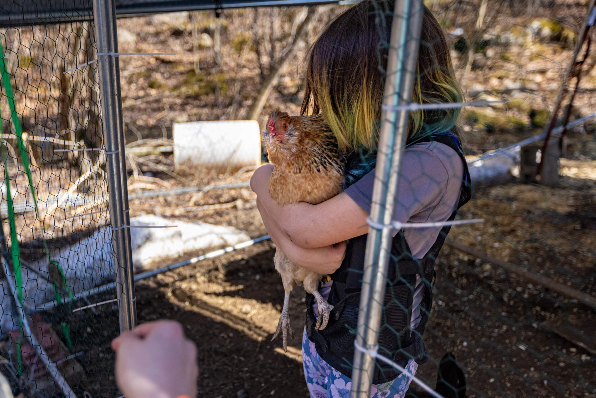 Emily hugs one of the chicken in the chicken coop at the family’s home. (Jesse Costa/WBUR)