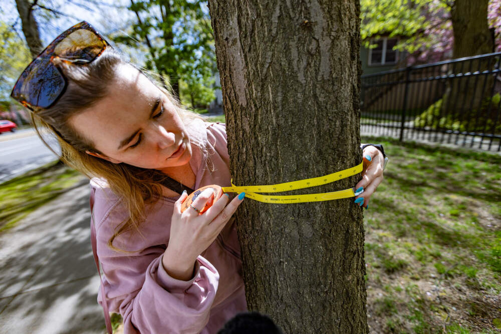In May, Ph.D. student Kathryn Atherton measures the trunk of a tree on Melnea Cass Boulevard to see how much it has grown since her previous examination. (Jesse Costa/WBUR)