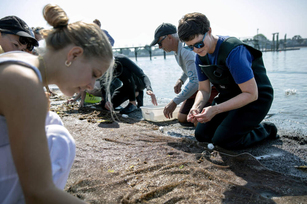 Northeastern biology professor Randall Hughes searches a net for creatures found living in the eelgrass at Fishermans Beach in Swampscott. (Robin Lubbock/WBUR)