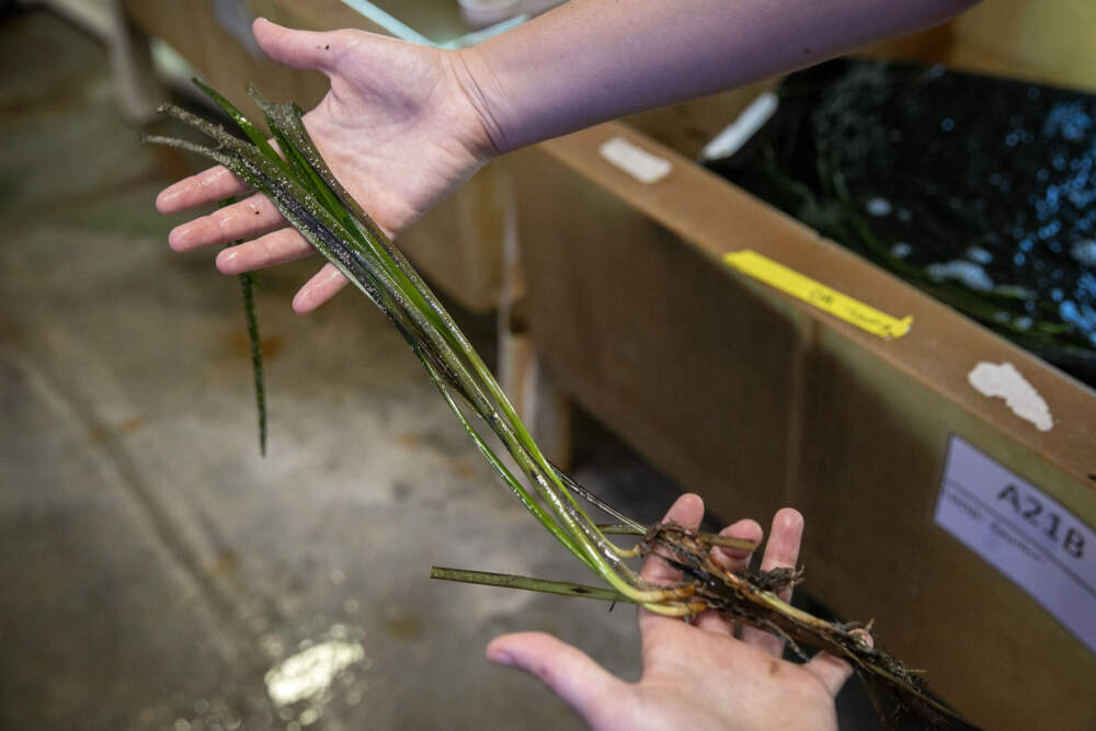 A researcher at the Marine Biological Laboratory, holds up an eelgrass plant gathered from the lab's eelgrass tanks. (Robin Lubbock/WBUR)