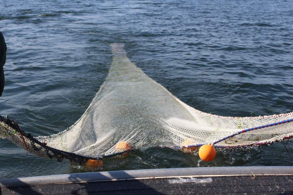 The crew lowers the trawling net into the lake. (Abagael Giles/Vermont Public)