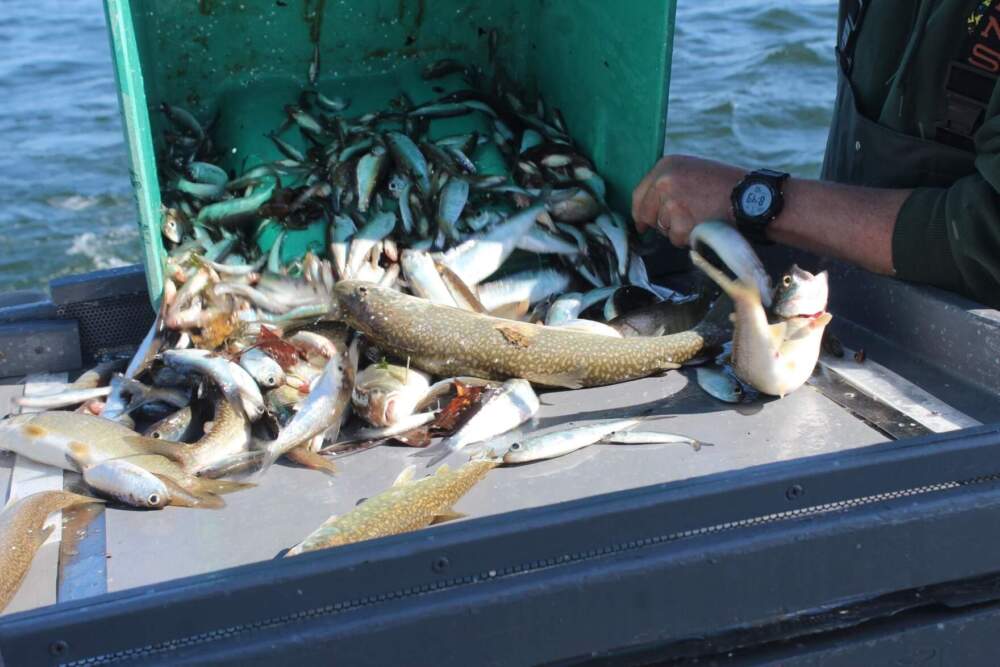 After they haul in the net, the scientists dump the fish onto a laboratory table in the middle of the deck to count, measure and sort each species of fish. (Abagael Giles/Vermont Public)