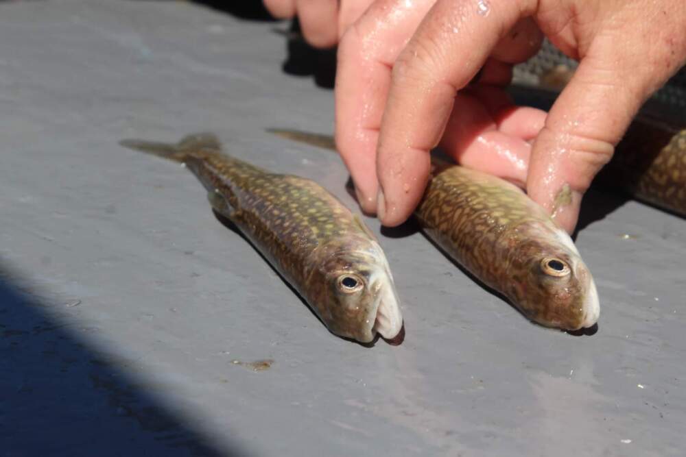 A wild and stocked lake trout, side by side on the research boat. (Abagael Giles/Vermont Public)