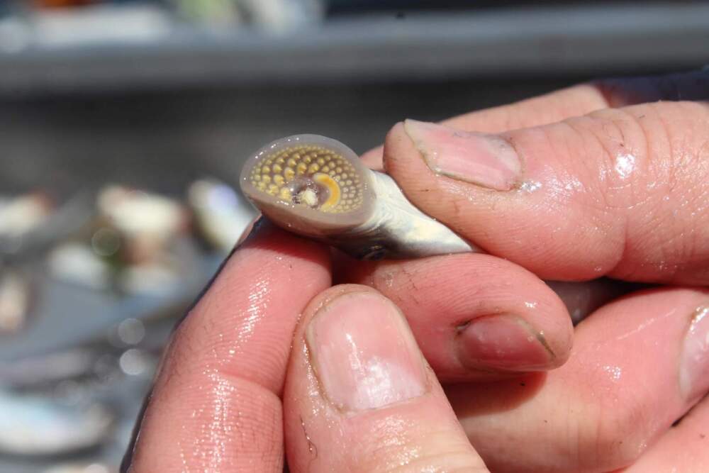 For a long time, scientists thought sea lamprey like this were a key player in the collapse and struggles to reestablish Lake Champlain's wild lake trout populations.(Abagael Giles/Vermont Public)