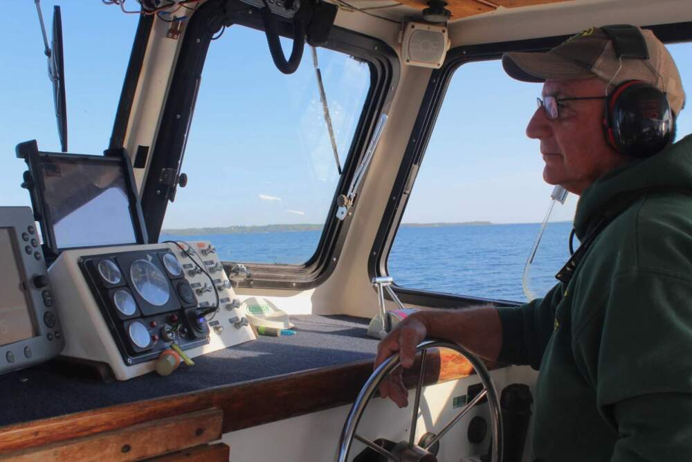 For a long time, scientists thought sea lamprey like this were a key player in the collapse and struggles to reestablish Lake Champlain's wild lake trout populations. (Abagael Giles/Vermont Public)