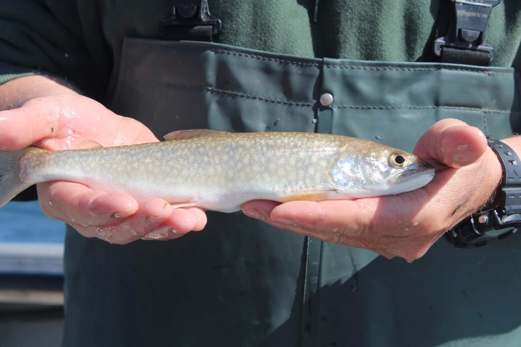 Vermont Department of Fish and Wildlife fisheries biologist Bernie Pientka holds up a wild juvenile lake trout during a population survey on Lake Champlain. (Abagael Giles/Vermont Public)