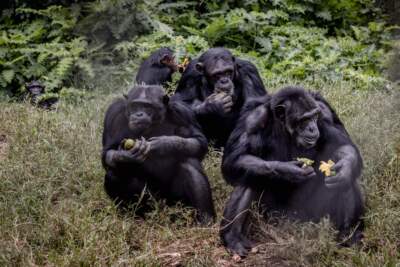 Chimpanzees use medicinal plants to treat themselves and others: What it says about empathy