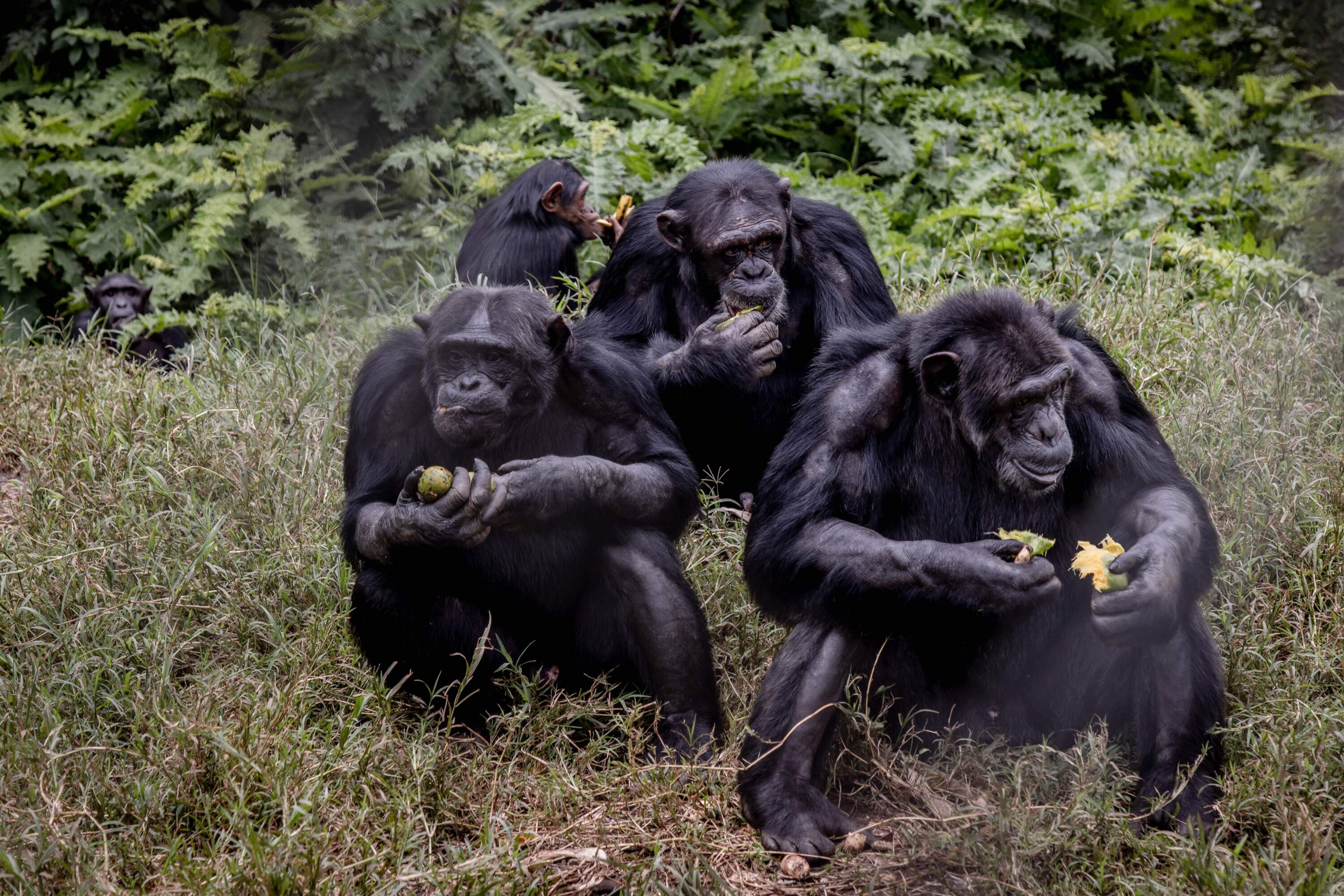 Chimpanzees eat their lunch at the Lwiro Primate Rehabilitation Center, 45 km from the city of Bukavu in the east of the Democratic Republic of Congo. (Guerchom Ndebo/AFP via Getty Images)