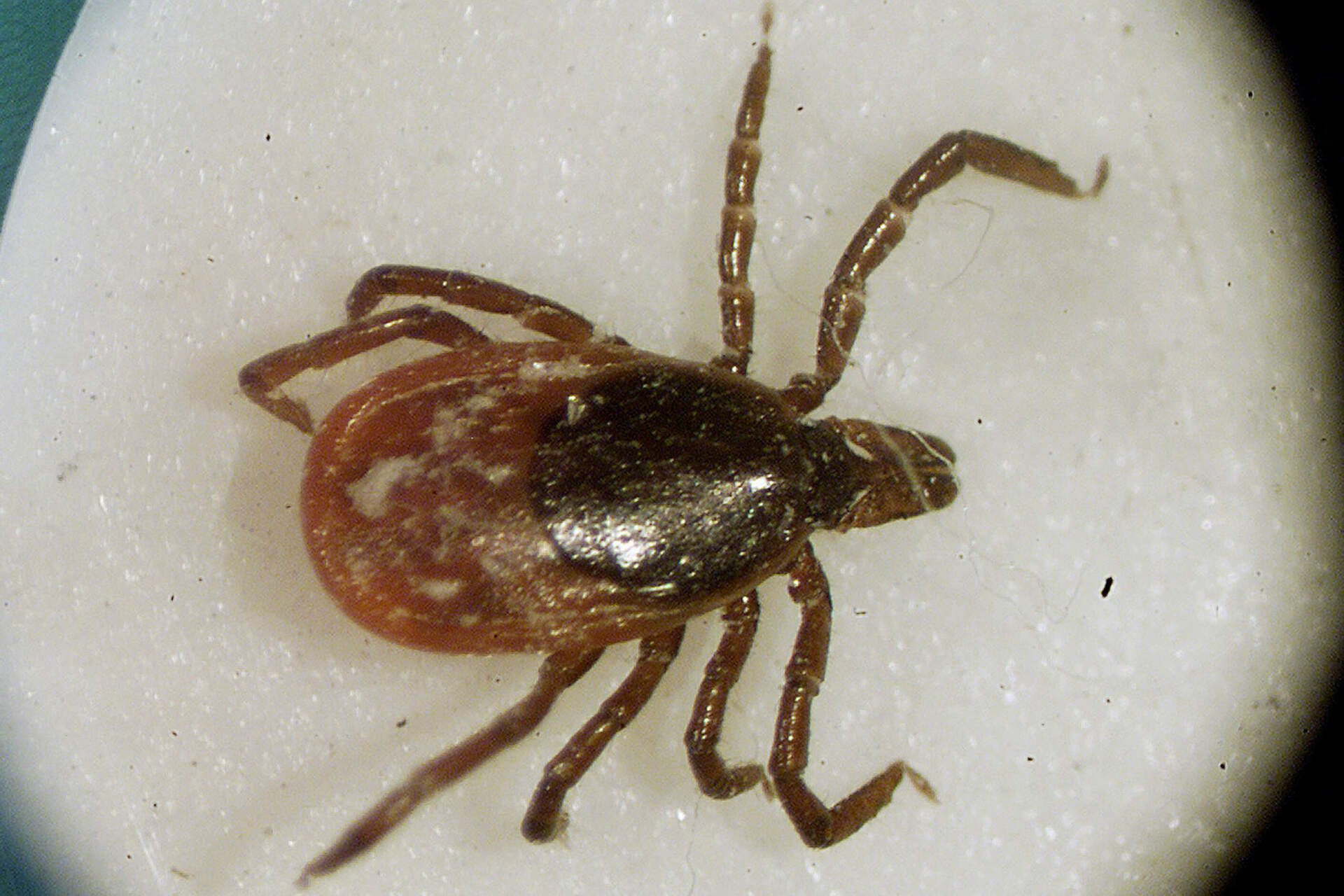 Beyond Lyme: Other tick-borne diseases Mass. health officials want