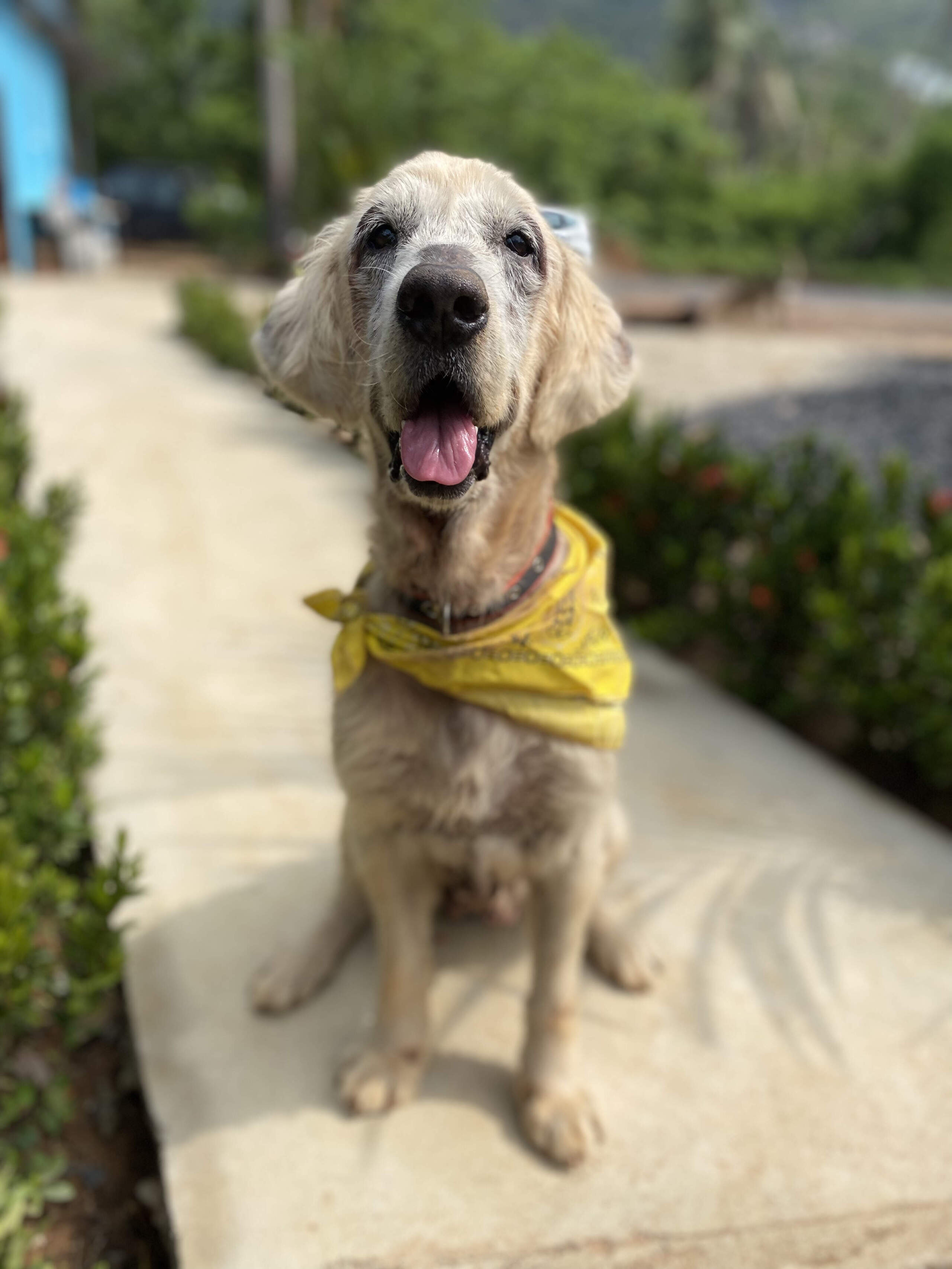 Tina, one of the stray dogs Niall Harbison saved, when he first rescued her. (Courtesy of Happy Doggo)