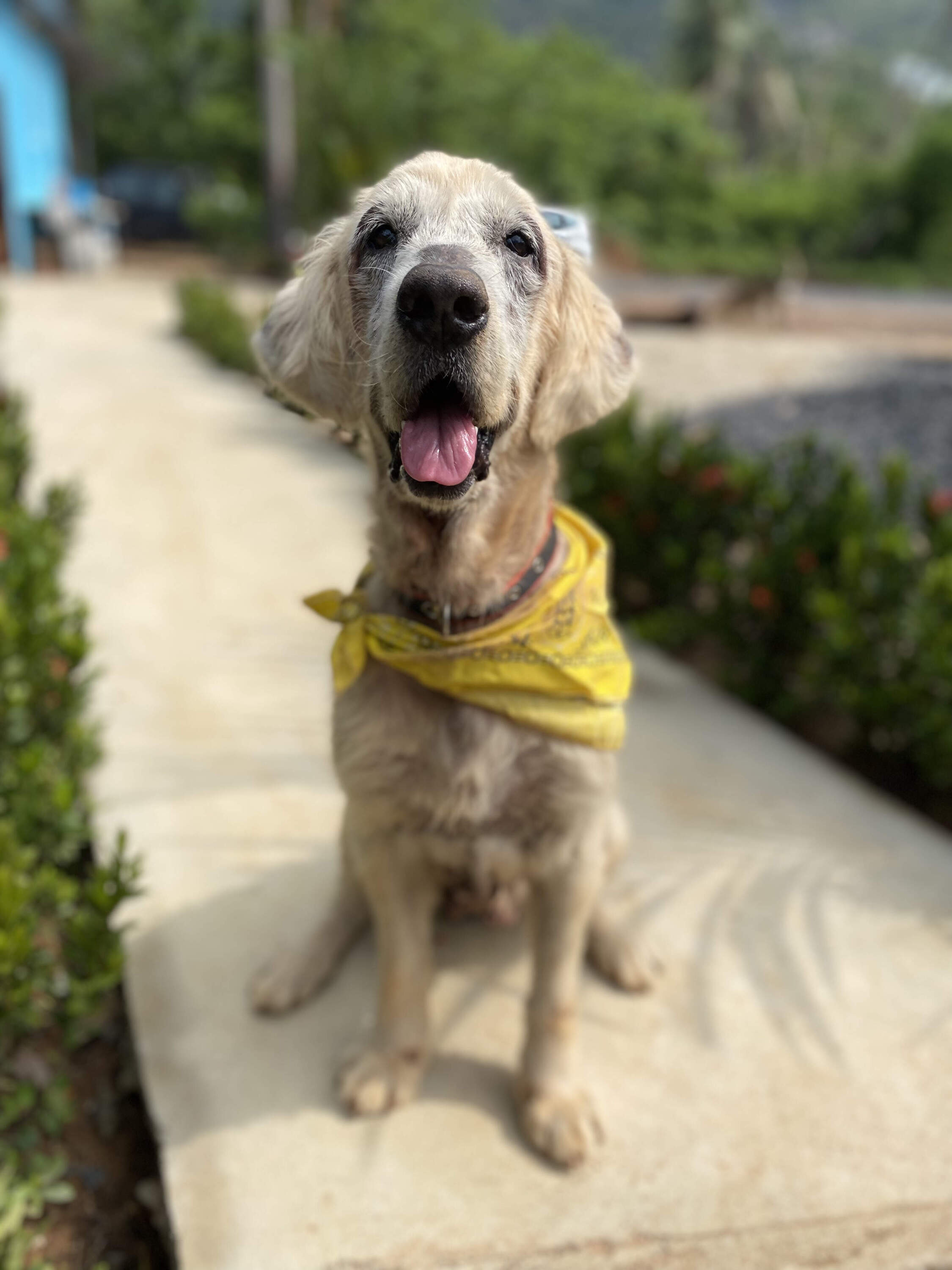 Tina, one of the stray dogs Niall Harbison saved, when he first rescued her. (Courtesy of Happy Doggo)