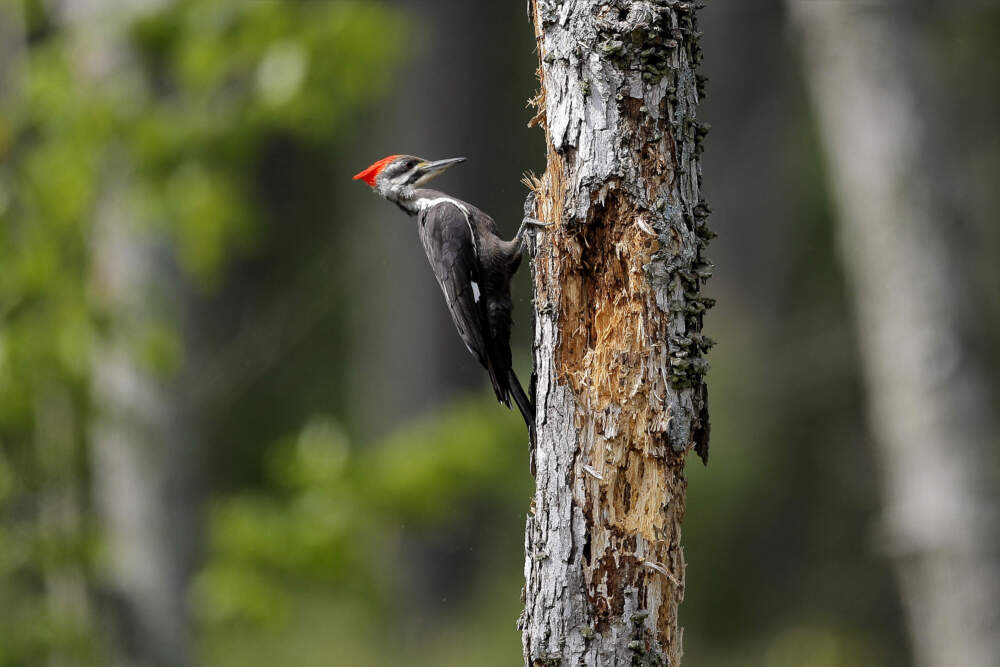 A pileated woodpecker works on a tree at Blackwater National Wildlife Refuge, Thursday, May 14, 2020, in Church Creek, Md. (Julio Cortez/AP)