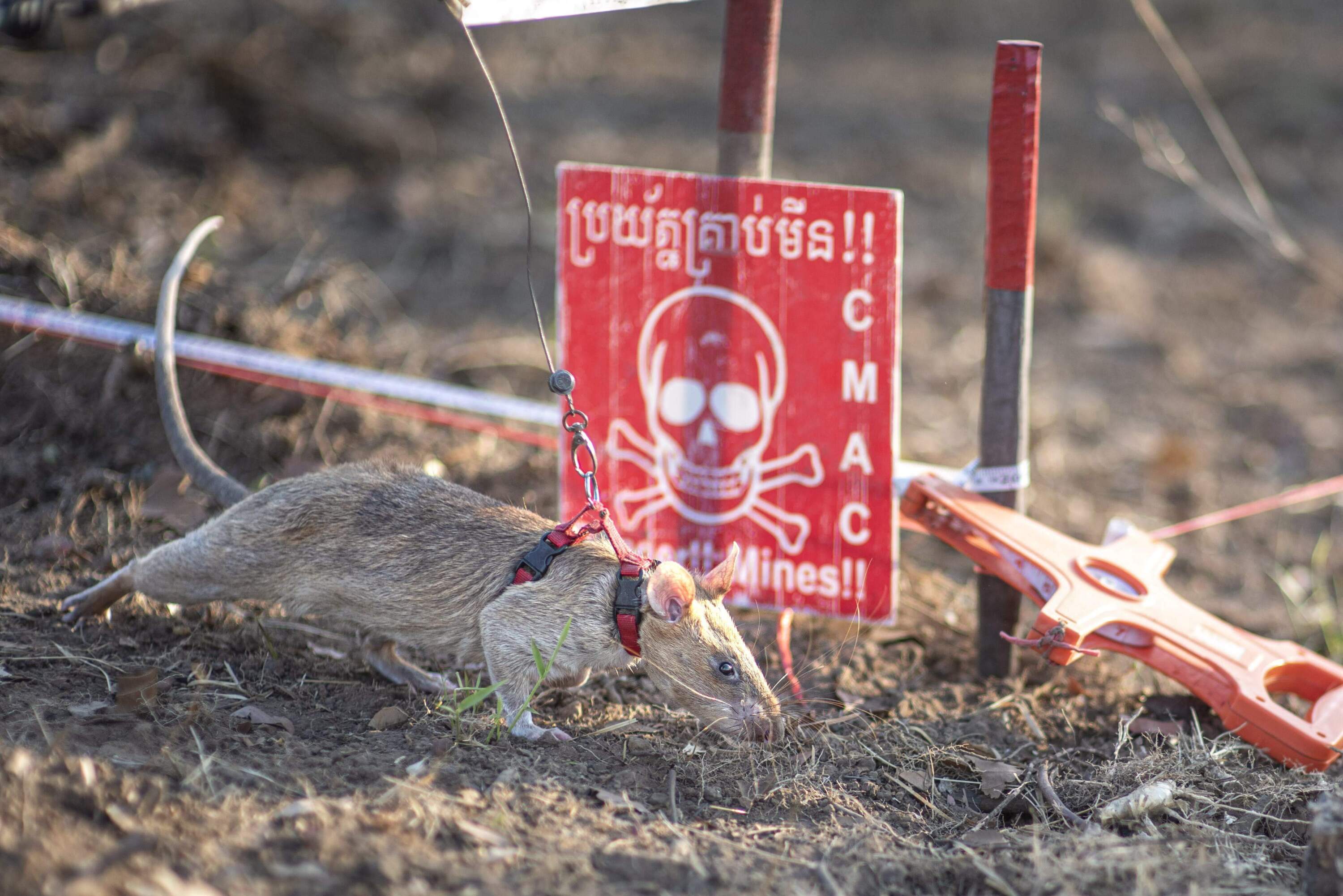 Ronin on minefield next to danger sign. (Courtesy of APOPO)